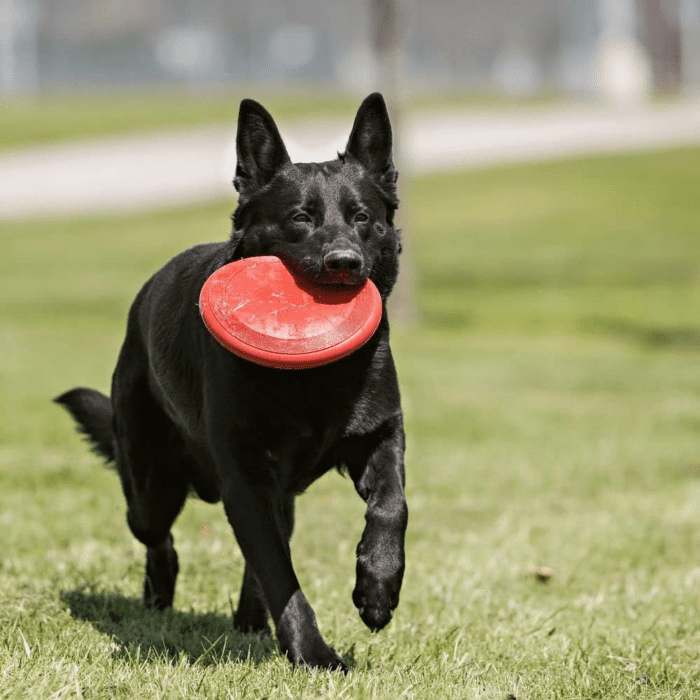 Flyer - Durable Dog Toy for Outdoor Playtime - Natural Rubber Flying Disc, Dog Toy for Fetch - Safer Disc for Healthy Activity - for Medium/Large Dogs - Image 2