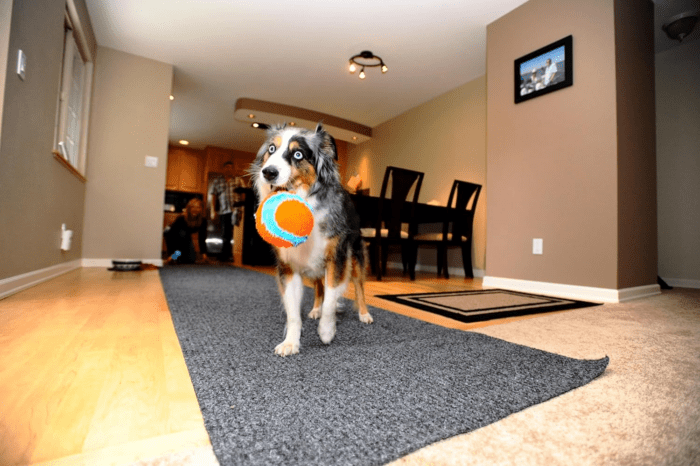 Indoor Fetch Ball Dog Toy - Soft Ball for Dogs - Made with Durable, Lightweight, Plush Chenille Fabric - Ideal for Small Breeds - 4.75-Inch Diameter - Orange and Blue - Image 3