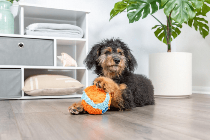 Indoor Fetch Ball Dog Toy - Soft Ball for Dogs - Made with Durable, Lightweight, Plush Chenille Fabric - Ideal for Small Breeds - 4.75-Inch Diameter - Orange and Blue - Image 4