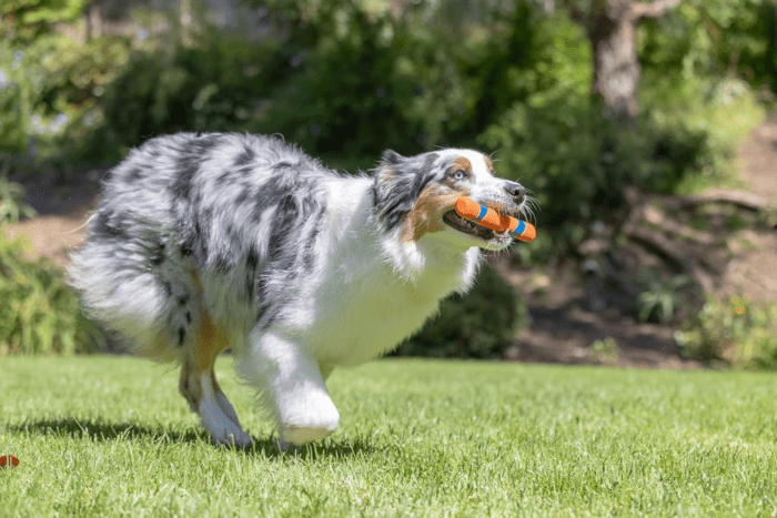 Ultra Fetch Dog Stick for All Breed Sizes - Perfect for Small, Medium, and Large Dogs - Outdoor Fetching and Throwing Pet Toy - Made from Durable Rubber - 12 Inches - Orange and Blue - Image 6