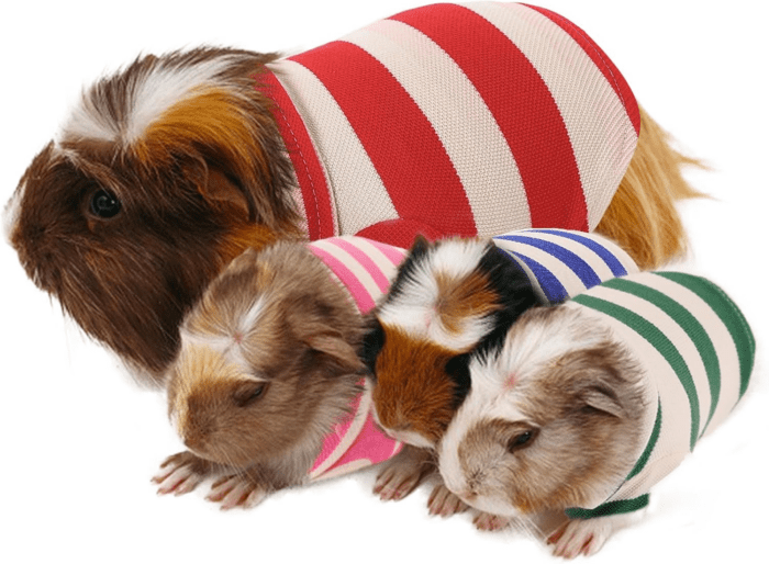 2 Pack Guinea Pig Clothes Rabbit Summer T-Shirt Pet Costume Vest for Small Animal Kitten Ferret Chihuahua Puppy - Image 8