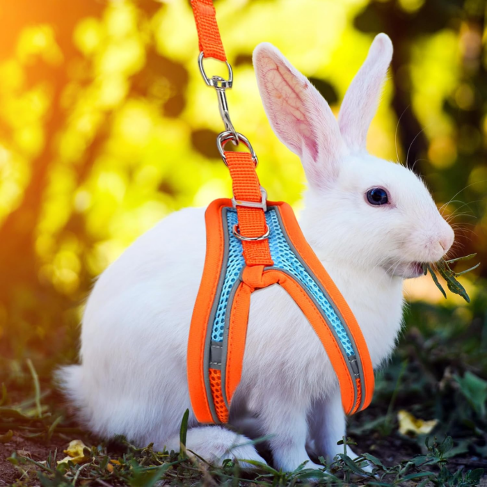 2 Pack Rabbit Harness and Leash Set, Double Buckle Bunny Harness with Reflective Strips Soft Breathable Mesh Vest Harness for Rabbits Walks Accessories - Image 6