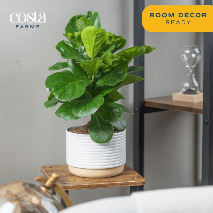 Little Fiddle Leaf Fig, Live Indoor Ficus Lyrata Plant in Indoors Garden Plant Pot, Houseplant in Potting Soil, Housewarming, Birthday Gift, Office, Home, and Room Decor, 1 Foot Tall - Image 3