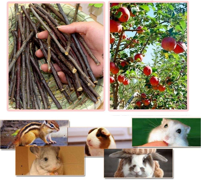 250G Apple Sticks Small Animals Molar Wood Treats Toys for Rabbits Chinchillas Guinea Pig Hamster Gerbil Parrot Bunny and Small Animals Chew Stick Toys Treats - Image 2