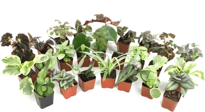 Live Houseplants (12PK), Indoor Plants for Delivery Prime, Live Plants and Gardening Gifts for Plant Lovers, Planters for Indoor Plants with Potting Soil, Live House Plants Indoors Live - Image 11