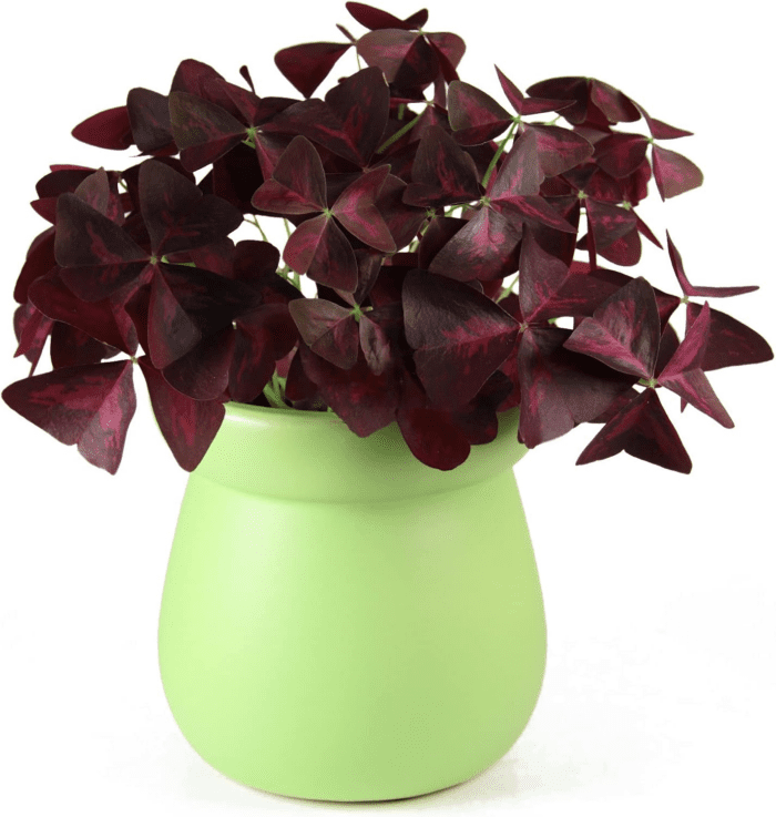 12PCS Purple Shamrocks Bulbs Good Luck Plant Purple Oxalis Bulbs for Planting Grows Indoor or Outdoor Oxalis Triangularis Bulb the Novice Gardener'S Choice - Image 2