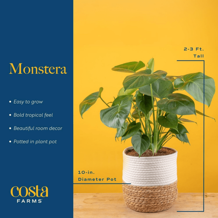 Monstera Swiss Cheese Plant, Live Indoor Plant, Easy to Grow Split Leaf Houseplant in Indoors Nursery Plant Pot, Housewarming, Decoration for Home, Office, and Room Decor, 2-3 Feet Tall - Image 3