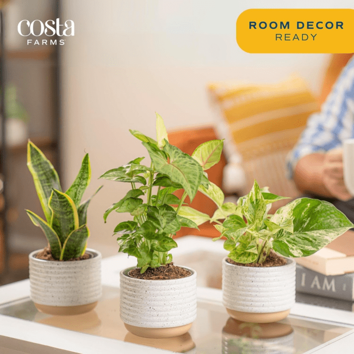 Live Plants (3 Pack), Easy to Grow Real Indoor Houseplants, Air Purifying Plants, Grower'S Choice in Home Décor Indoors Plant Pots, New House Gift or Room Décor - Image 4