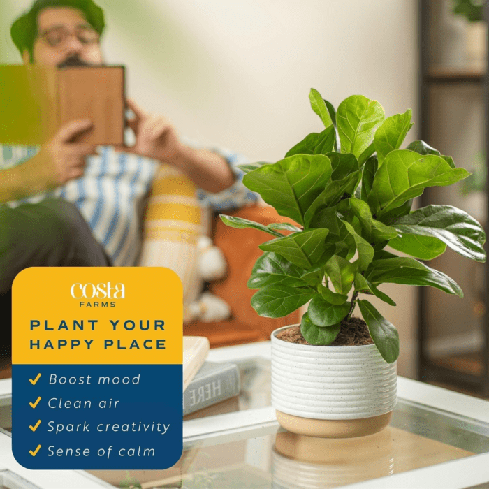 Little Fiddle Leaf Fig, Live Indoor Ficus Lyrata Plant in Indoors Garden Plant Pot, Houseplant in Potting Soil, Housewarming, Birthday Gift, Office, Home, and Room Decor, 1 Foot Tall - Image 4