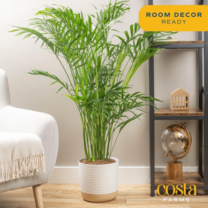 Cat Palm, Live Indoor Houseplant in Garden Plant Pot, Floor House Plant Potted in Potting Soil, Housewarming Gift for New Home, Living Room, Office, Patio Palm Tree Decor, 3-4 Feet Tall - Image 3