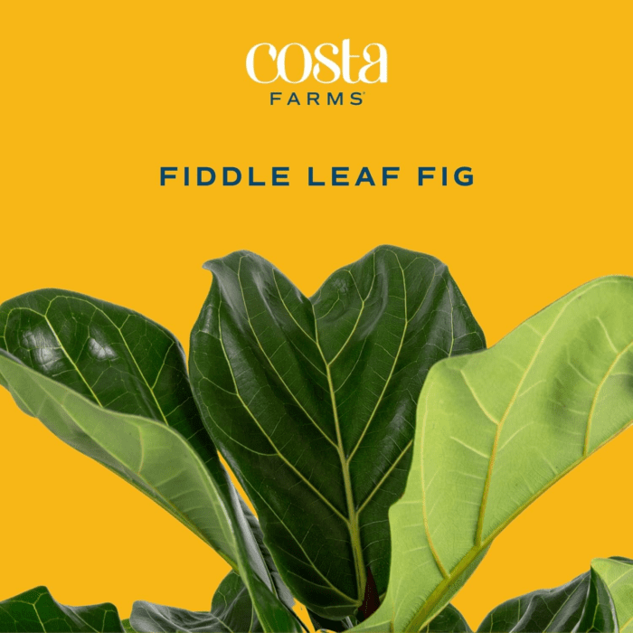 Little Fiddle Leaf Fig, Live Indoor Ficus Lyrata Plant in Indoors Garden Plant Pot, Houseplant in Potting Soil, Housewarming, Birthday Gift, Office, Home, and Room Decor, 1 Foot Tall - Image 2