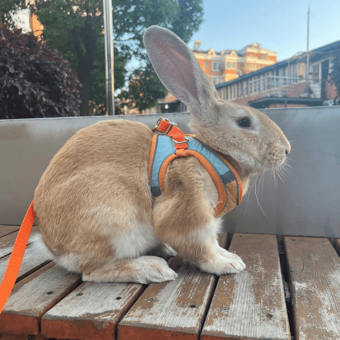 Adjustable Bunny Harness and Leash Set Double Buckle with Reflective Strips Rabbit Vest Pets Stuff Suitable for Rabbit Walks Accessories (Orange Green, S) - Image 6