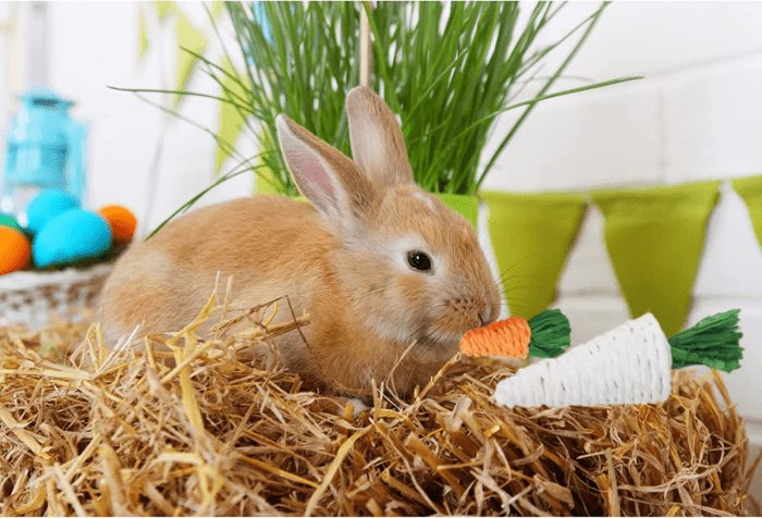 Rabbit Chew Toys 12PCS, Guinea Pig Toys, Bunny Toys for Teeth, Chew Toys and Treats for Rabbit Guinea Pig Hamster Chinchilla, Small Animal Teeth Care - Image 5