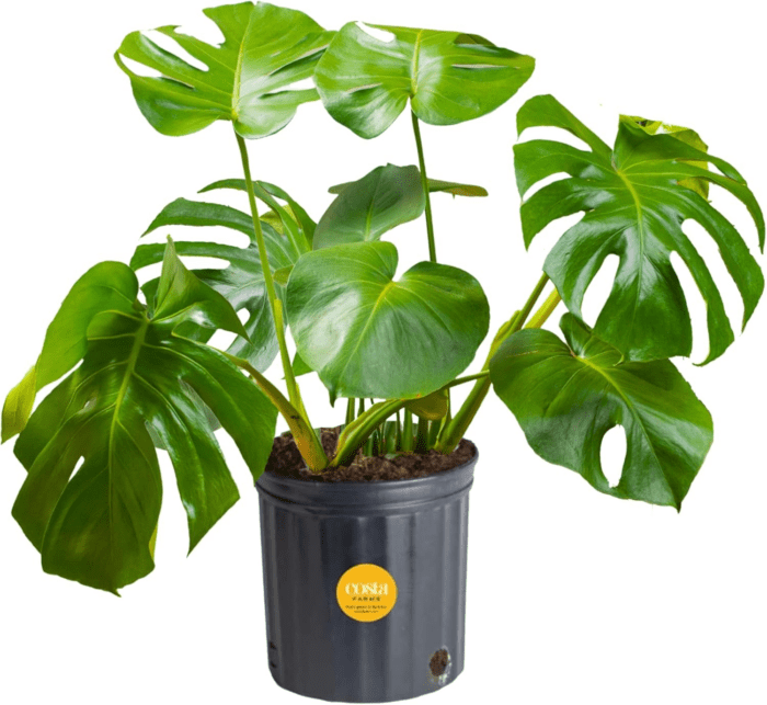 Monstera Swiss Cheese Plant, Live Indoor Plant, Easy to Grow Split Leaf Houseplant in Indoors Nursery Plant Pot, Housewarming, Decoration for Home, Office, and Room Decor, 2-3 Feet Tall