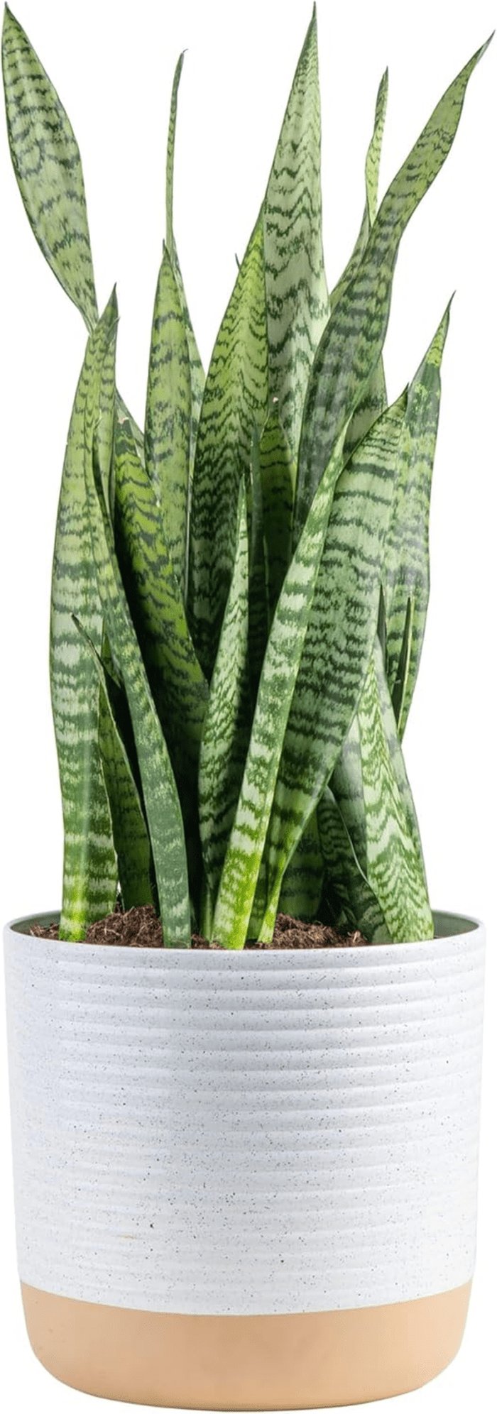 Premium Live Indoor Snake Sansevieria Floor Plant Shipped in Décor Planter, 2-Feet Tall, Grower'S Choice, Green, Yellow