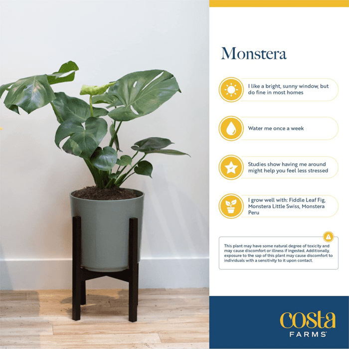 Monstera Swiss Cheese Plant, Live Indoor Plant, Easy to Grow Split Leaf Houseplant in Indoors Nursery Plant Pot, Housewarming, Decoration for Home, Office, and Room Decor, 2-3 Feet Tall - Image 6