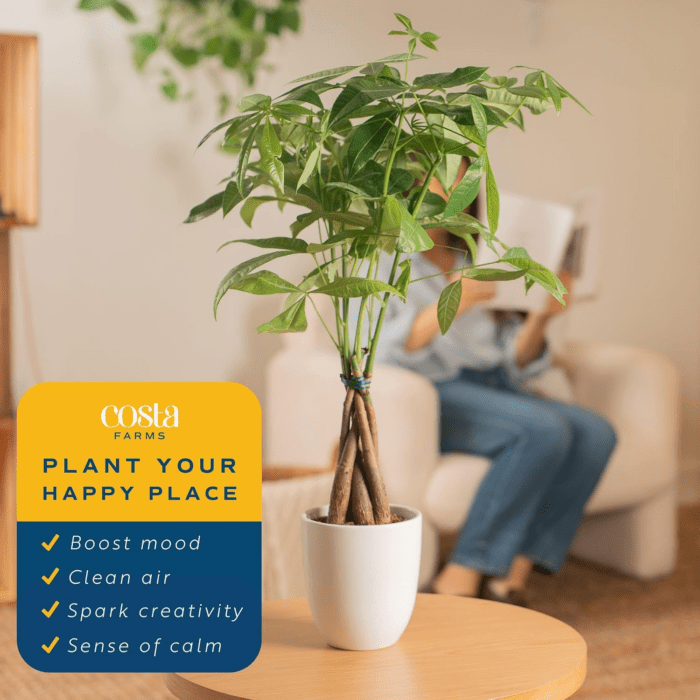 Money Tree, Easy Care Indoor Plant, Live Houseplant in Ceramic Planter Pot, Bonsai Potted in Potting Soil, Home Décor, Birthday Gift, New Home Gift, Outdoor Garden Gift, 16-Inches Tall - Image 5