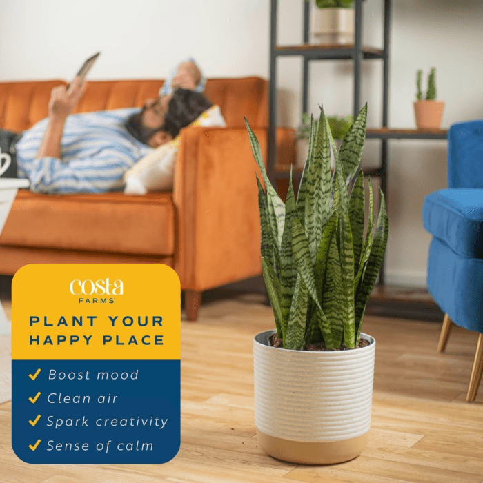 Premium Live Indoor Snake Sansevieria Floor Plant Shipped in Décor Planter, 2-Feet Tall, Grower'S Choice, Green, Yellow - Image 5