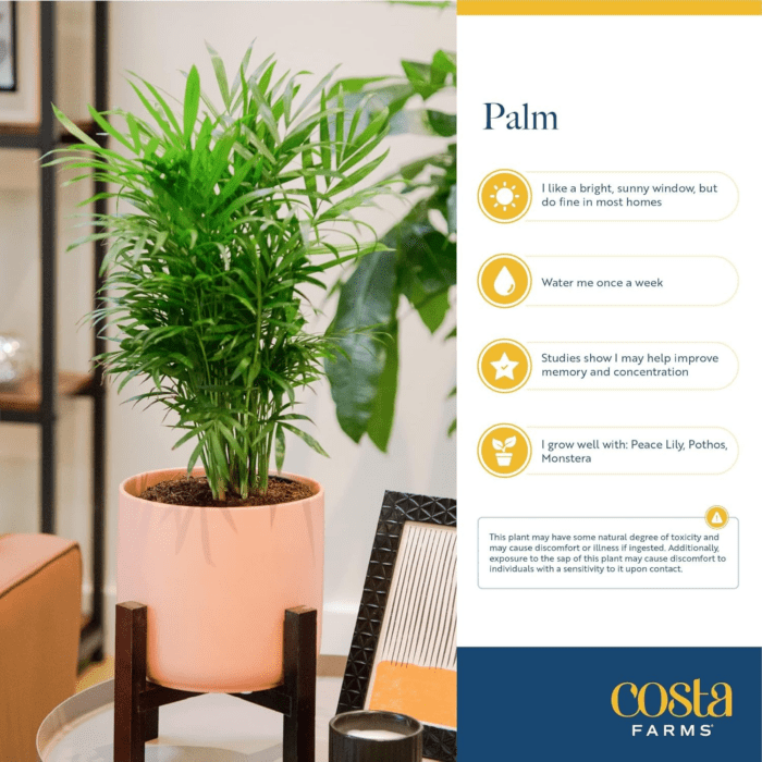 Cat Palm, Live Indoor Houseplant in Garden Plant Pot, Floor House Plant Potted in Potting Soil, Housewarming Gift for New Home, Living Room, Office, Patio Palm Tree Decor, 3-4 Feet Tall - Image 5