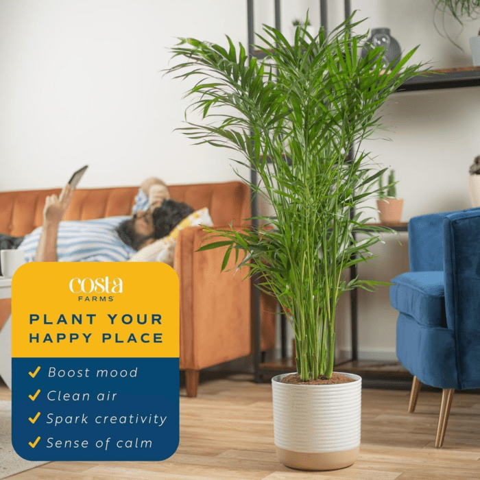 Cat Palm, Live Indoor Houseplant in Garden Plant Pot, Floor House Plant Potted in Potting Soil, Housewarming Gift for New Home, Living Room, Office, Patio Palm Tree Decor, 3-4 Feet Tall - Image 4