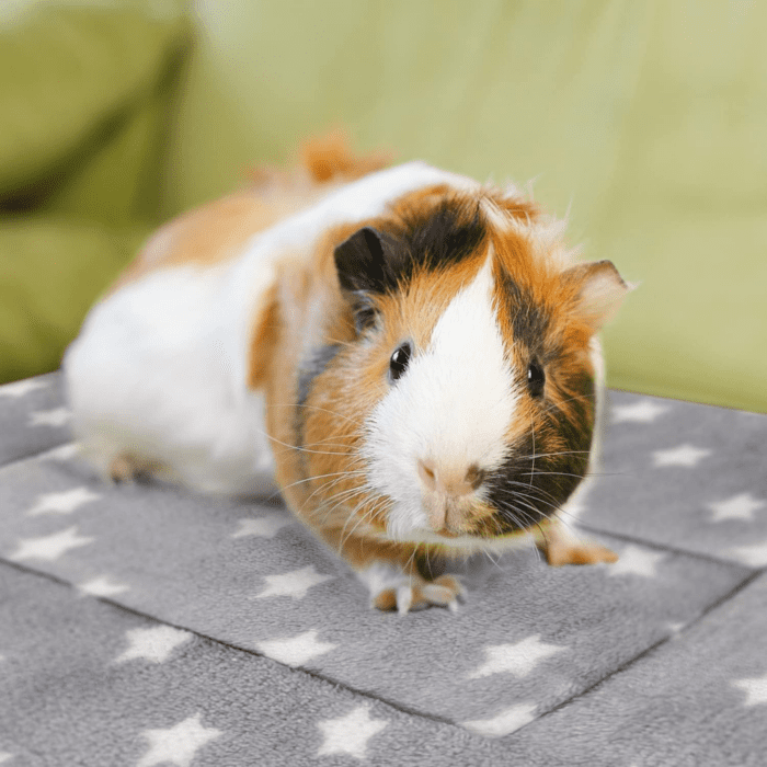 3PCS Guinea Pig Bed Soft Rabbit Bedding Cage Liner Warm Bunny Mats Pee Pads Fleece Blanket Plush Hamster Sleep Beds Ferret Squirrel Hedgehog Rat - Image 5