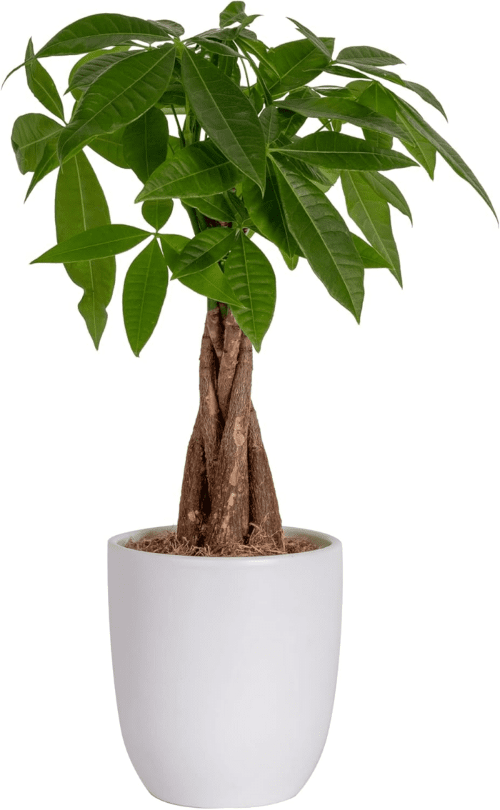 Money Tree, Easy Care Indoor Plant, Live Houseplant in Ceramic Planter Pot, Bonsai Potted in Potting Soil, Home Décor, Birthday Gift, New Home Gift, Outdoor Garden Gift, 16-Inches Tall