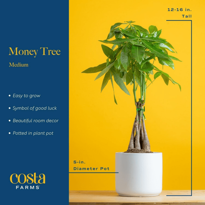 Money Tree, Easy Care Indoor Plant, Live Houseplant in Ceramic Planter Pot, Bonsai Potted in Potting Soil, Home Décor, Birthday Gift, New Home Gift, Outdoor Garden Gift, 16-Inches Tall - Image 3