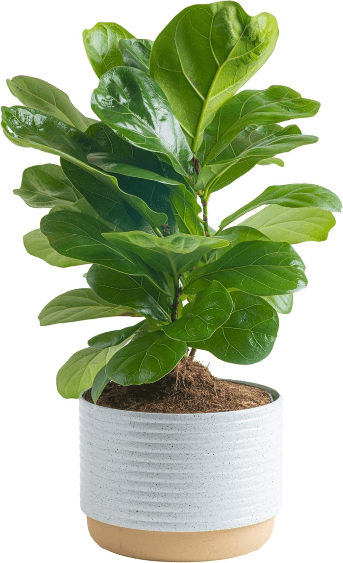 Little Fiddle Leaf Fig, Live Indoor Ficus Lyrata Plant in Indoors Garden Plant Pot, Houseplant in Potting Soil, Housewarming, Birthday Gift, Office, Home, and Room Decor, 1 Foot Tall