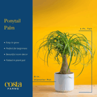 Ponytail Palm Bonsai, Easy to Grow Live Indoor Plant in Indoors Garden Planter Pot, Air Purifying Houseplant, Housewarming, Birthday Gift, Office, Home, and Room Décor, 1 Foot Tall - Image 3
