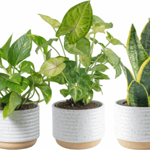 Live Plants (3 Pack), Easy to Grow Real Indoor Houseplants, Air Purifying Plants, Grower'S Choice in Home Décor Indoors Plant Pots, New House Gift or Room Décor