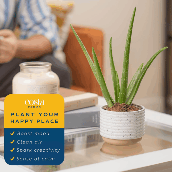 Aloe Vera, Live Succulent Plant, Easy Care Indoor Houseplant in Modern Décor Planter, Room Air Purifier, Tabletop, Office, Desk or Home Décor, Birthday, Gardening Gift, 10-12 Inches Tall - Image 4