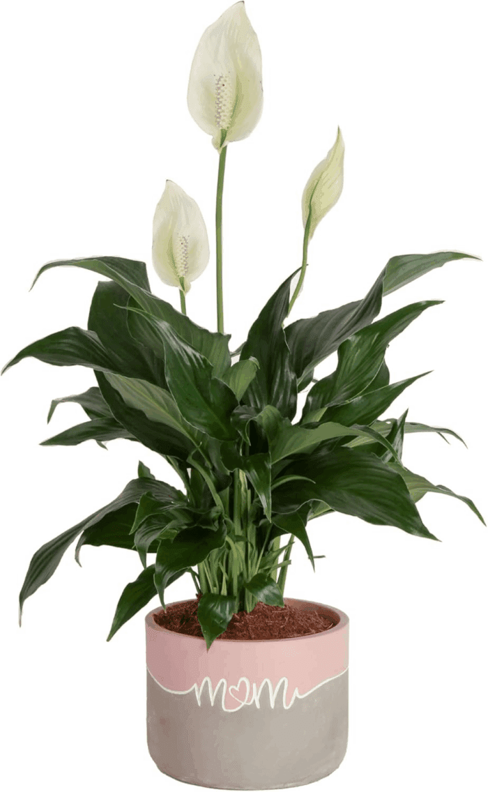 Peace Lily Plant, Live Indoor Houseplant with Flowers Potted in Indoors Garden Plant Pot, Air Purifying Potting Soil, Birthday, New House Gift, Home, Office and Room Decor, 1 Foot Tall