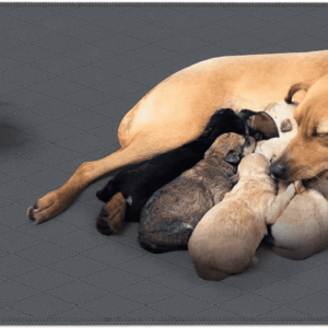 Washable Puppy Dog Pee Pad, 34" X52" Waterproof Whelping Training Pet Mat for Playpen, Crate, Potty, Floor, Bed, Sofa and Trunk, Reusable Pee Pads for Dogs, Cats, Bunny