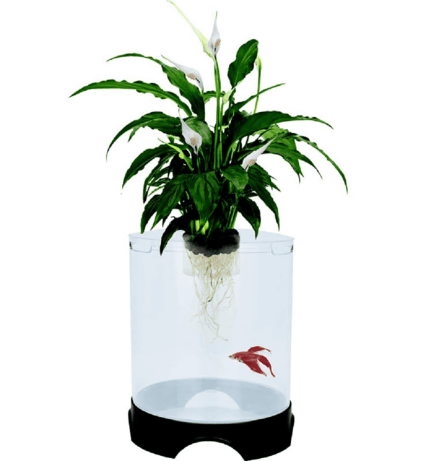Aquaponic Planter and Aquarium for Betta Fish | Tank Promotes Healthy Hydroponic Environment for Plants and Fish