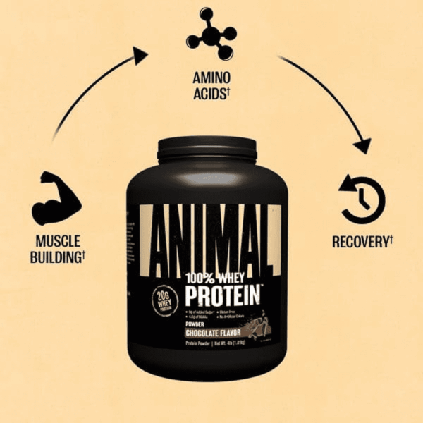 100% Whey Protein Powder – Whey Blend for Pre Workout or Post Workout, Recovery, or an Anytime Low Sugar Protein Boost Meal Replacement with BCAA Branched Chain Amino Acids – Chocolate, 4 Lb - Image 5