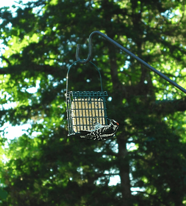 High Energy Suet Cakes, 20 Pack of 11 Oz. Suet Cakes for Wild Birds - Image 4