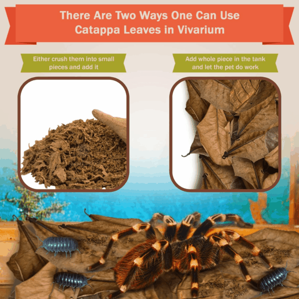 50 Pack Leaf Litter for Spider, Cricket & Isopod, Mini Catappa Dried Indian Almond Leaves, for Vivarium, Terrarium & Aquarium, Mimics Familiar Habitat & Perfect Hiding Spot, Terrarium Decor - Image 4