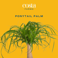 Ponytail Palm Bonsai, Easy to Grow Live Indoor Plant in Indoors Garden Planter Pot, Air Purifying Houseplant, Housewarming, Birthday Gift, Office, Home, and Room Décor, 1 Foot Tall - Image 2