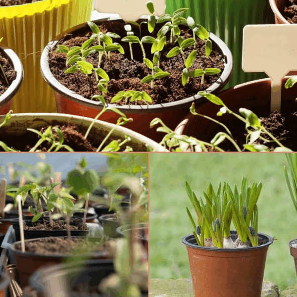 100 Pcs 4" Plastic Plants Nursery Pot/Pots Seedlings Flower Plant Container Seed Starting Pots,4 Inch,Red - Image 6