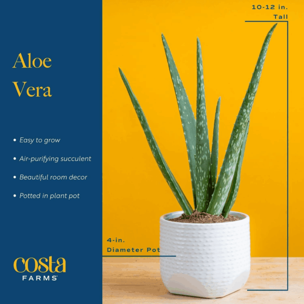Aloe Vera, Live Succulent Plant, Easy Care Indoor Houseplant in Modern Décor Planter, Room Air Purifier, Tabletop, Office, Desk or Home Décor, Birthday, Gardening Gift, 10-12 Inches Tall - Image 3