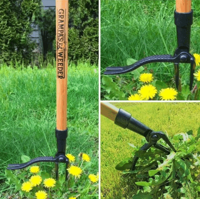 - the Original Stand up Weed Puller Tool with Long Handle - Made with Real Bamboo & 4-Claw Steel Head Design - Easily Remove Weeds without Bending, Pulling, or Kneeling. - Image 7