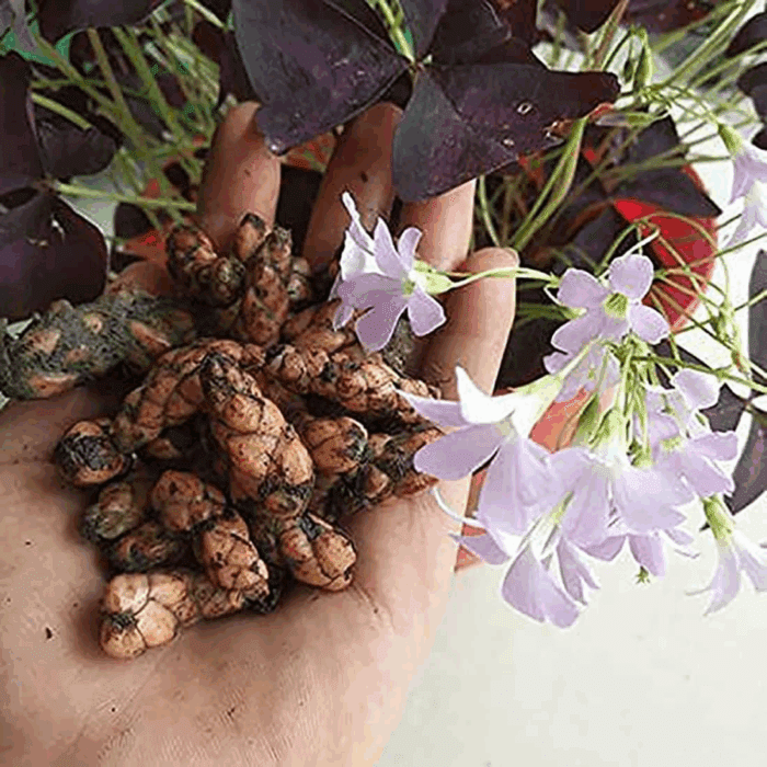 Oxalis Triangularis 10 Bulbs - Purple Shamrocks Lucky Lovely Flowers Bulbs Grows Indoor or Outdoor - Image 2
