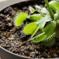 Carnivorous Plant Soil | 4 Qts. Organic Premium Mix | Use with Venus Fly Traps, Pitcher Plants, or Other Carnivorous Plants - Image 6