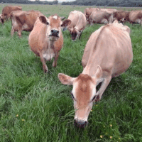 Raw Grass Fed Whey Protein Powder, Happy Healthy Cows, Undenatured, Gmo-Free, Hormone Free, Soy Free, Gluten Free, Unflavored, Unsweetened, 5LB - Image 5
