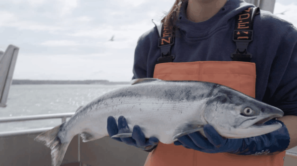 , Wild Caught Alaskan Sockeye Salmon, Frozen, 1 Lb - Image 4