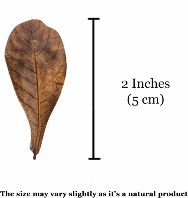 50 Pack Leaf Litter for Spider, Cricket & Isopod, Mini Catappa Dried Indian Almond Leaves, for Vivarium, Terrarium & Aquarium, Mimics Familiar Habitat & Perfect Hiding Spot, Terrarium Decor - Image 5