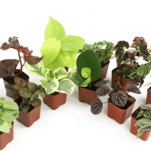 Live Houseplants (12PK), Indoor Plants for Delivery Prime, Live Plants and Gardening Gifts for Plant Lovers, Planters for Indoor Plants with Potting Soil, Live House Plants Indoors Live
