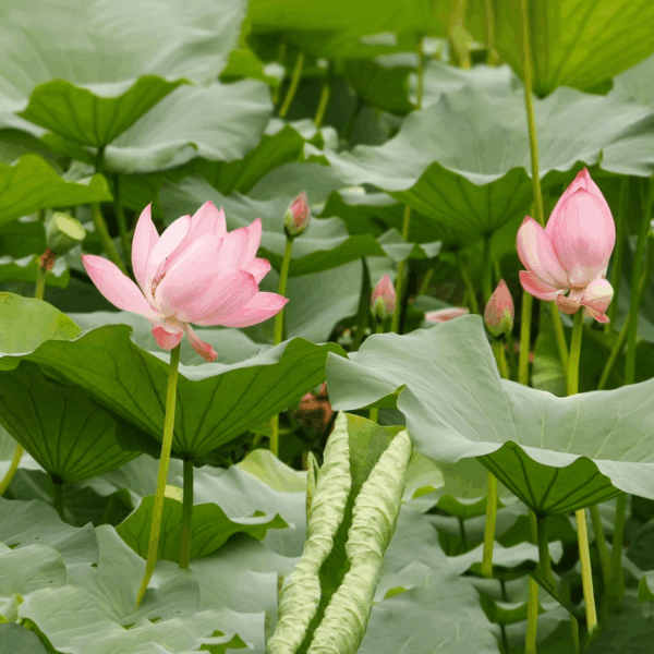 Aquatic Soil for Plants - 2.2LBS, Clay Aquarium Soil Suitable for Small Ponds & Water Plants like Lotus & Water Lily, Safe for Fish & Aquatic Life - Image 7