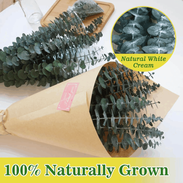 11 PCS Real Dried Eucalyptus Stem for Shower & Bathroom Decor - 17'' Large Natural Fresh Eucalyptus Leaves Hanging Plants, Shower Stuff Green Home Vase Decor, DIY - Image 7