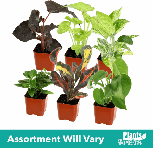 Easy to Grow Houseplants (Pack of 6), Live House Plants in Containers, Growers Choice Plant Set in Planters with Potting Soil Mix, Home Décor Planting Kit or Outdoor Garden Gifts by - Image 8
